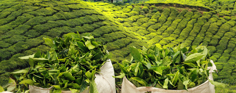 Çay Üretimi